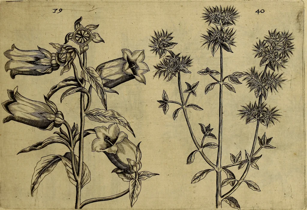 An illustration from Cognoscite lilia agri quomodo crescant, 1614, leaf 48