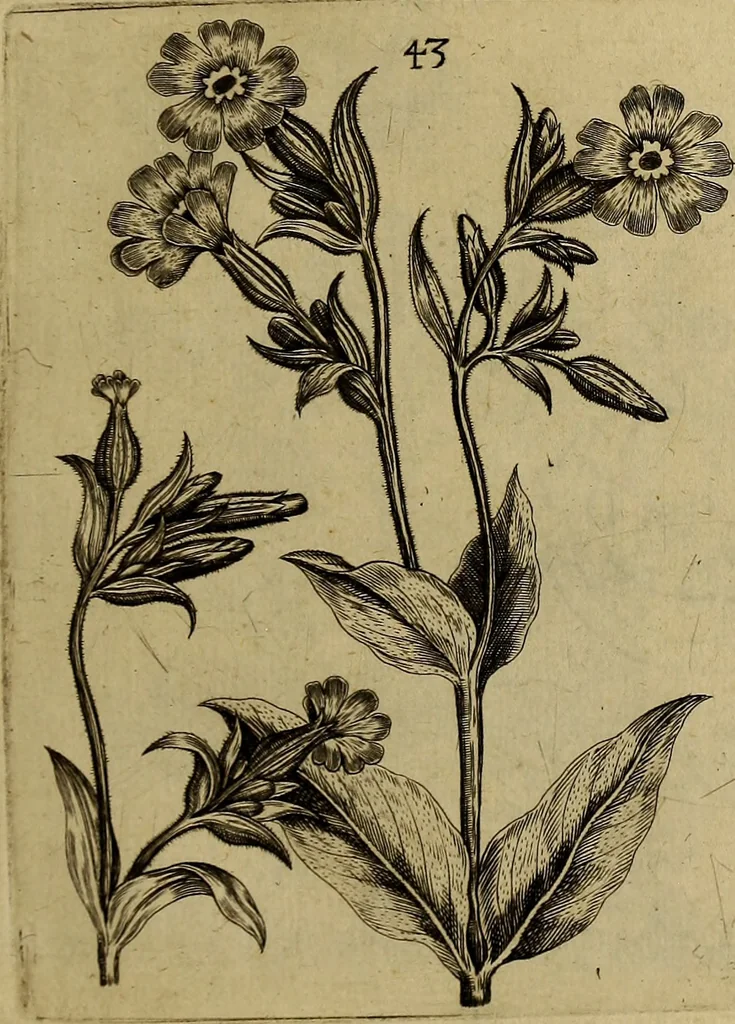 An illustration from Cognoscite lilia agri quomodo crescant, 1614, leaf 52