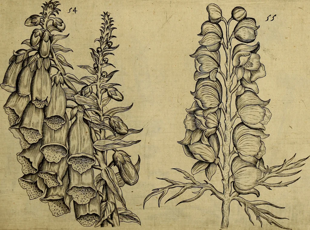 An illustration from Cognoscite lilia agri quomodo crescant, 1614, leaf 64