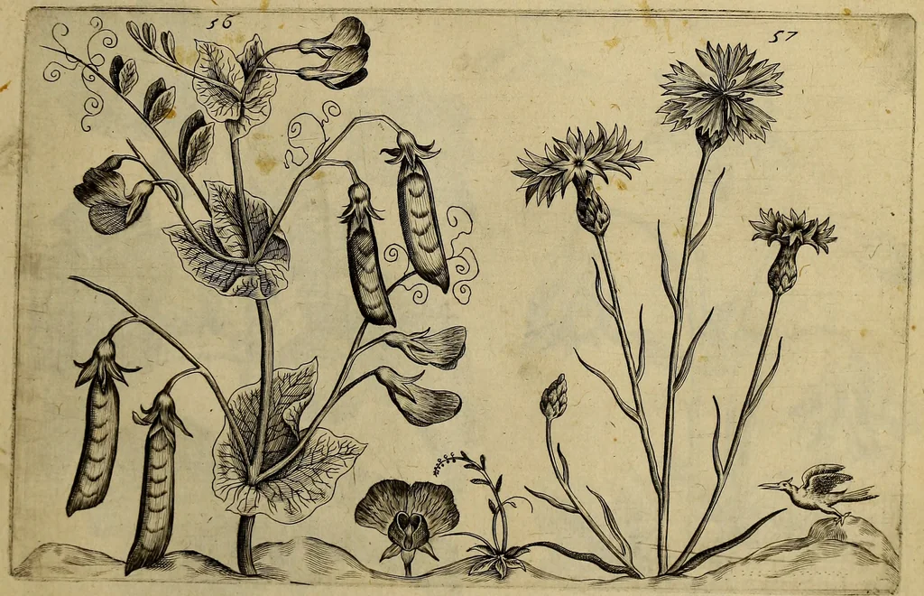 An illustration from Cognoscite lilia agri quomodo crescant, 1614, leaf 66
