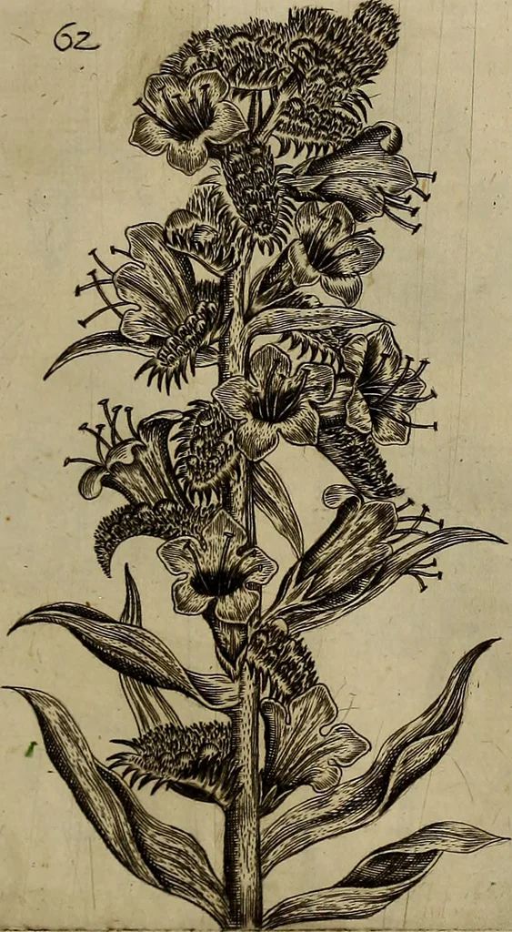 An illustration from Cognoscite lilia agri quomodo crescant, 1614, leaf 72