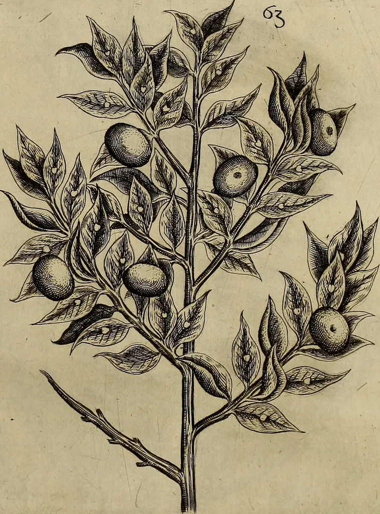 An illustration from Cognoscite lilia agri quomodo crescant, 1614, leaf 72