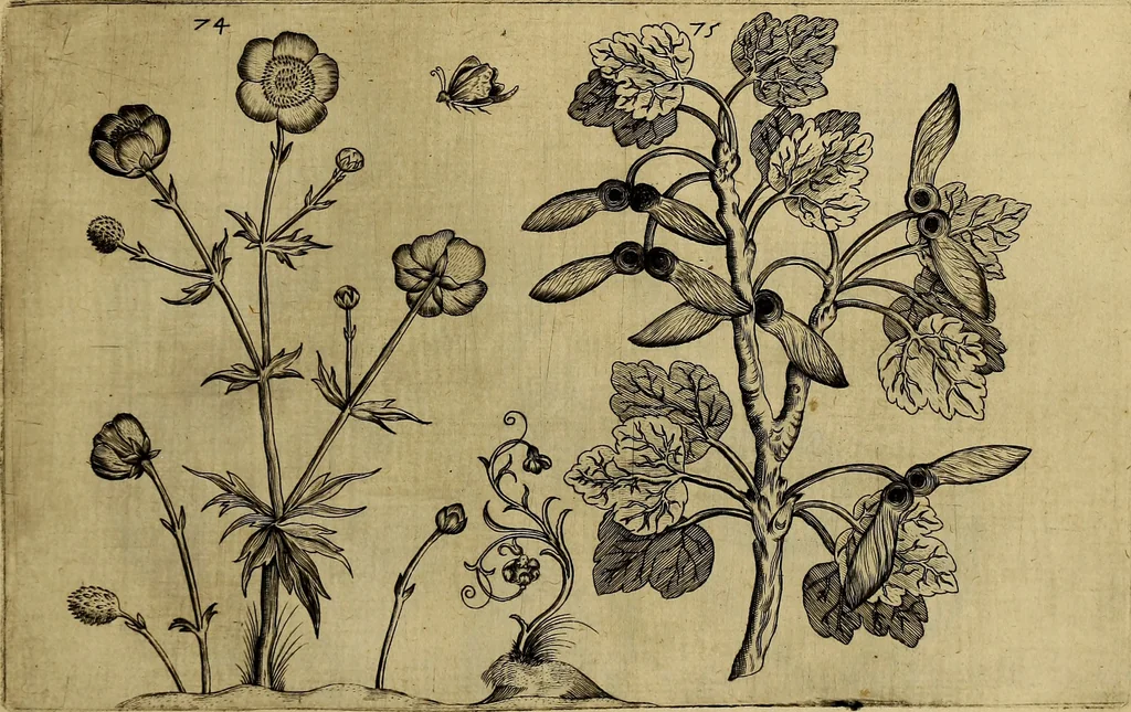 An illustration from Cognoscite lilia agri quomodo crescant, 1614, leaf 84