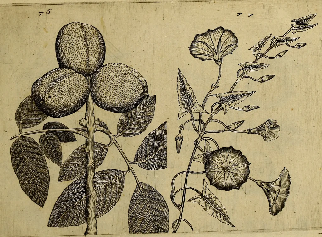 An illustration from Cognoscite lilia agri quomodo crescant, 1614, leaf 86