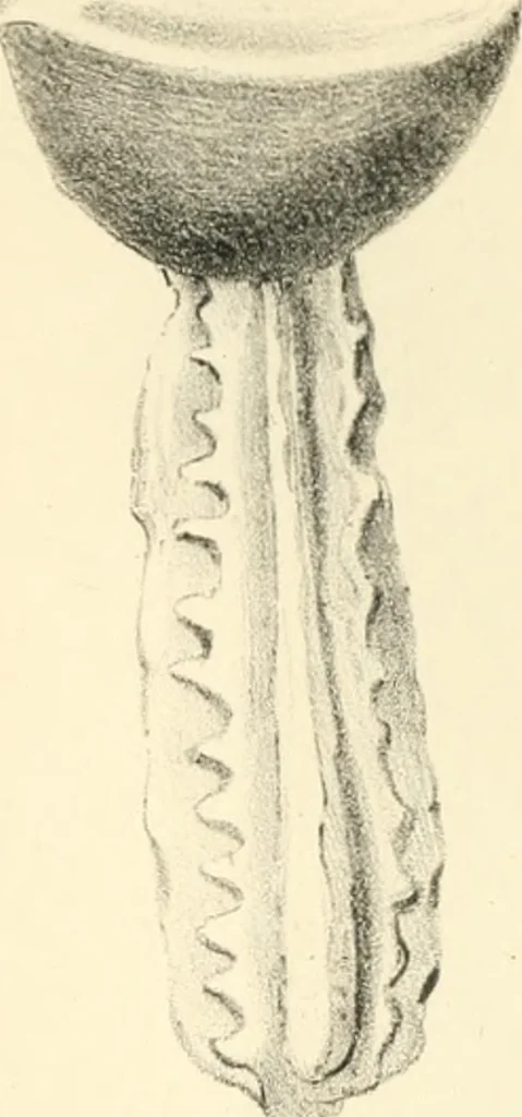 An illustration from Coins of the Romans relating to Britain, described and illustrated, 1844, leaf 7
