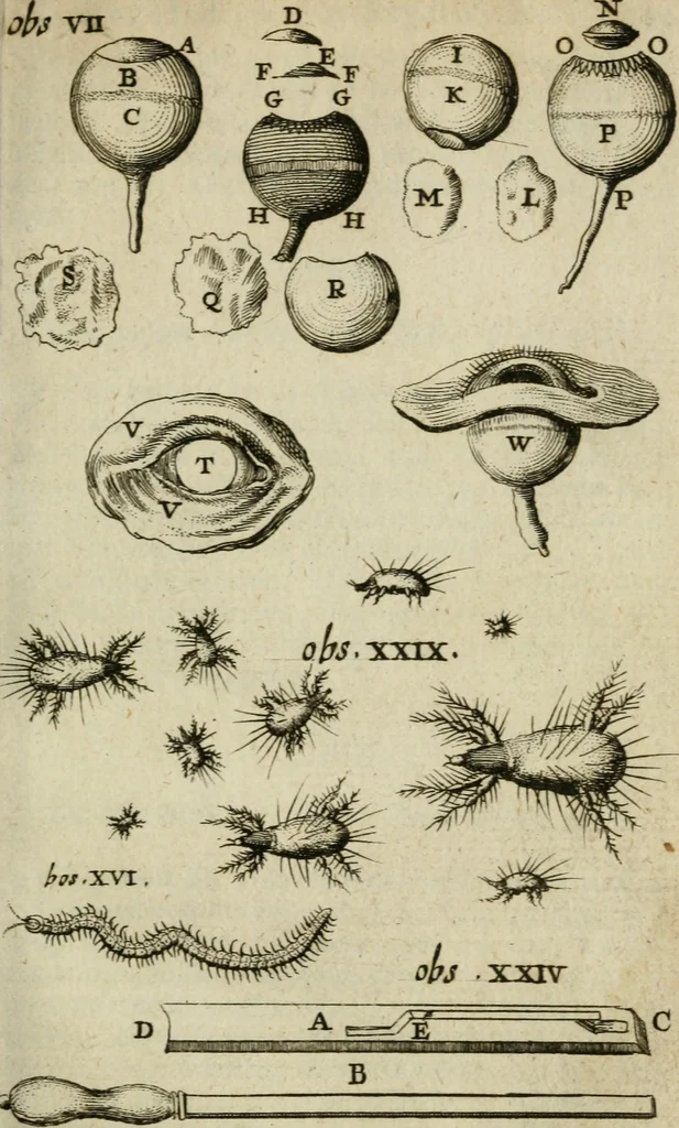 An illustration from Collectanea medico-physica, oft, Hollands jaar-register der genees- en natuur-kundige aanmerkingen van gantsch Europa &c. : beginnende met het jaar MDCLXXX : door eigen ondervinding en gemeen-making van verscheide heeren en liefhebbers, 1680, leaf 132