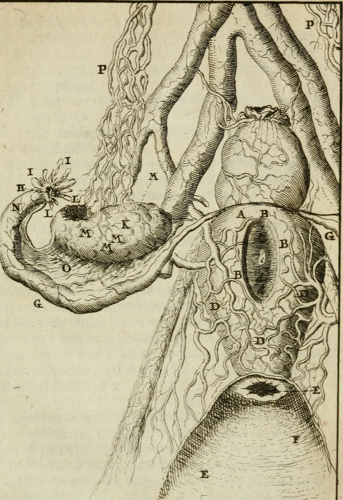 An illustration from Collectanea medico-physica, oft, Hollands jaar-register der genees- en natuur-kundige aanmerkingen van gantsch Europa &c. : beginnende met het jaar MDCLXXX : door eigen ondervinding en gemeen-making van verscheide heeren en liefhebbers, 1680, leaf 318