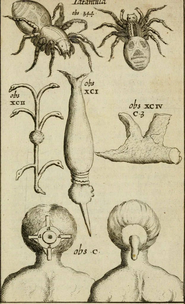 An illustration from Collectanea medico-physica, oft, Hollands jaar-register der genees- en natuur-kundige aanmerkingen van gantsch Europa &c. : beginnende met het jaar MDCLXXX : door eigen ondervinding en gemeen-making van verscheide heeren en liefhebbers, 1680, leaf 388