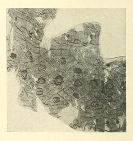 An illustration from Collection d'anciennes étoffes égyptiennes, 1916, leaf 190