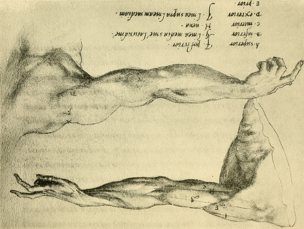 An illustration from Collection de chirurgiens grecs avec dessins attribués au Primatice. Reproduction réduite des 200 dessins du Manuscrit latin 6866 de la Bibliothèque nationale, 1908, leaf 58