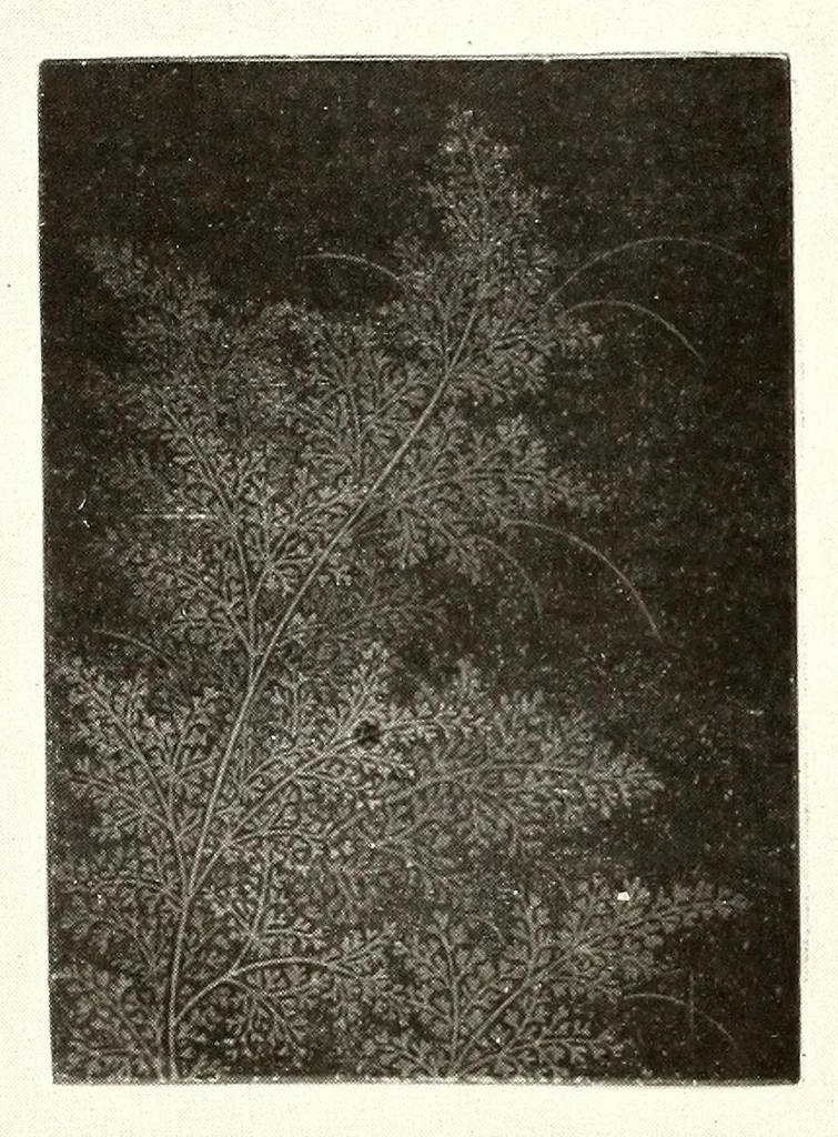 An illustration from Collection J. Garie, objets d'art et peintures du Japon et de la Chine, 1906, leaf 54