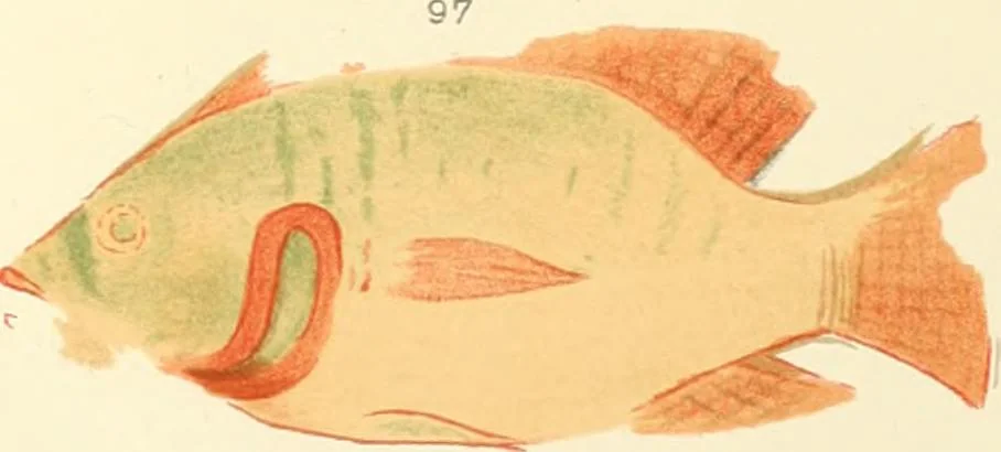 An illustration from A collection of hieroglyphs : a contribution to the history of Egyptian writing, 1898, leaf 104