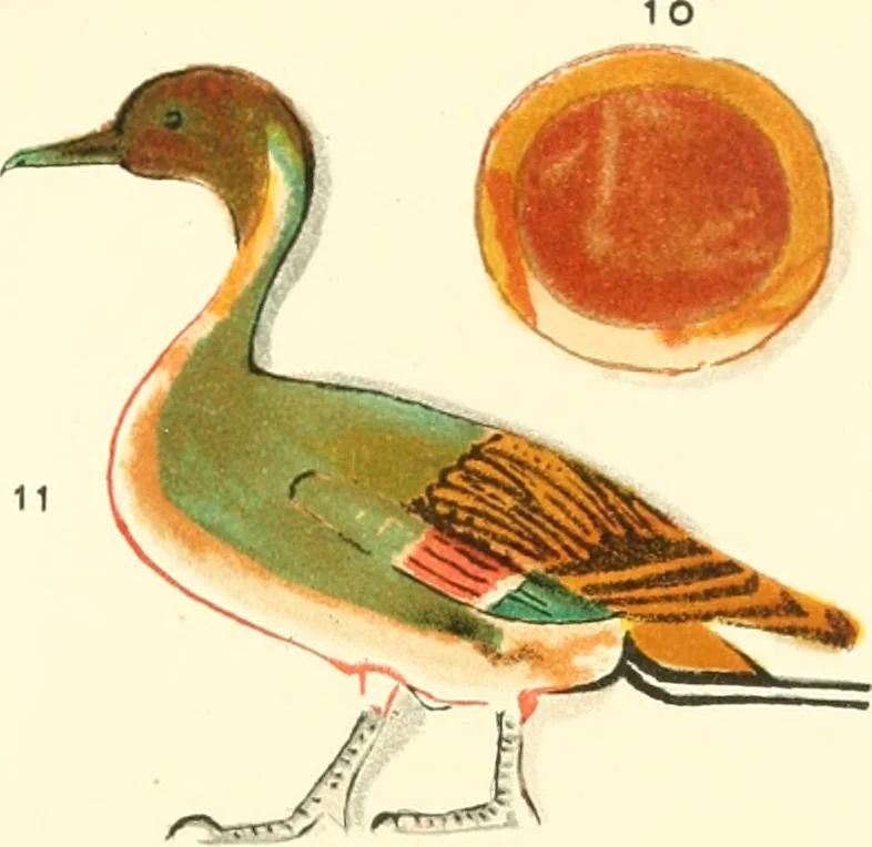 An illustration from A collection of hieroglyphs : a contribution to the history of Egyptian writing, 1898, leaf 94