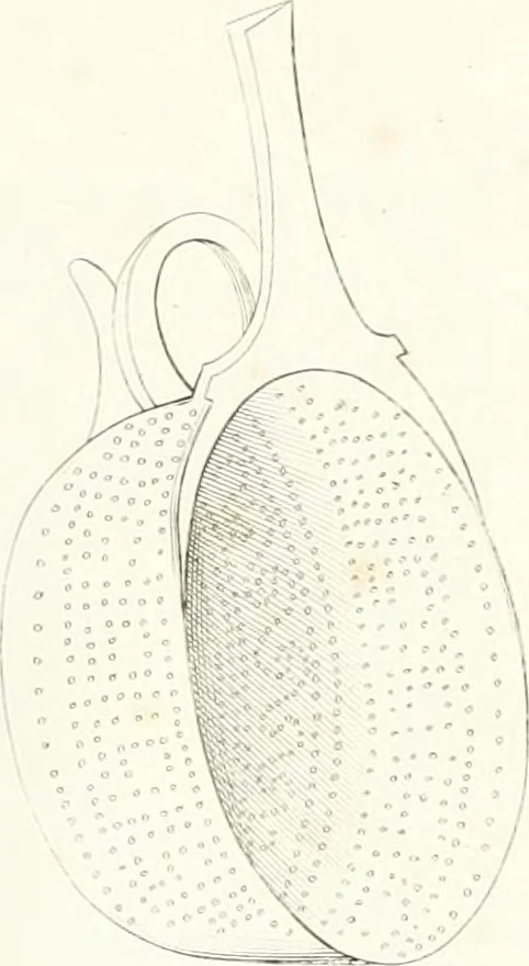 An illustration from Collection of the most remarkable monuments of the National Museum, 1869, leaf 304