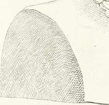 An illustration from Collection of the most remarkable monuments of the National Museum, 1869, leaf 94