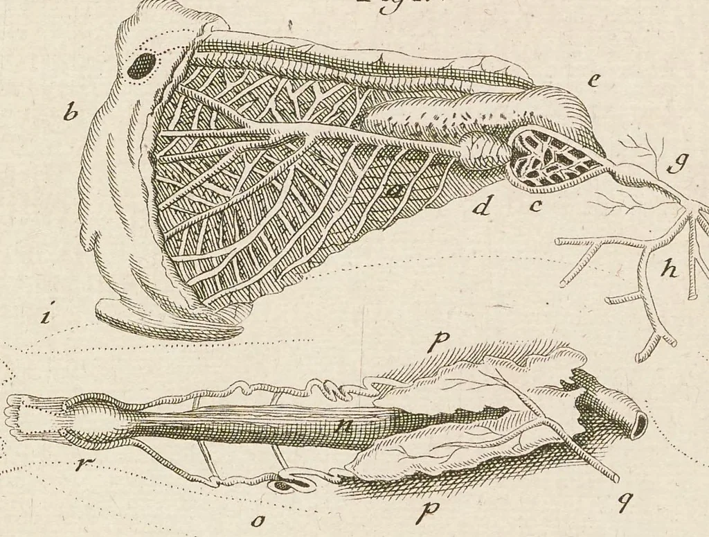 An illustration from [Collection of proofs before plate numbers of some of the plates in Bybel der Natuure=Biblia naturae], 1700, leaf 11