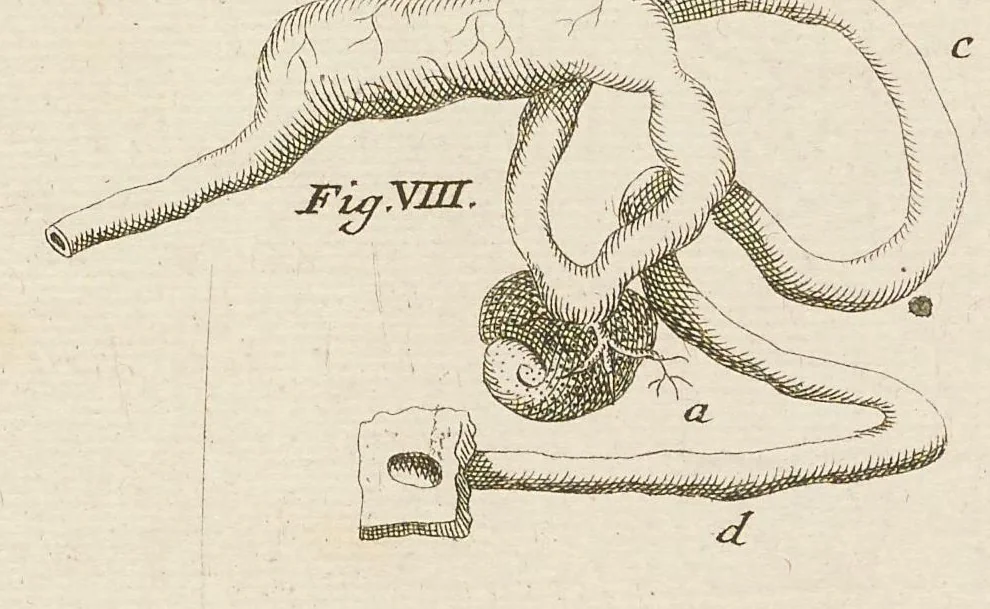 An illustration from [Collection of proofs before plate numbers of some of the plates in Bybel der Natuure=Biblia naturae], 1700, leaf 11
