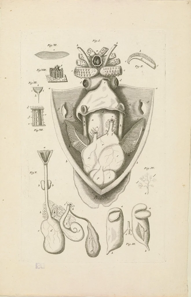 An illustration from [Collection of proofs before plate numbers of some of the plates in Bybel der Natuure=Biblia naturae], 1700, leaf 13