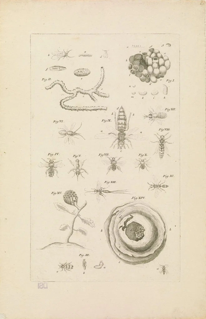 An illustration from [Collection of proofs before plate numbers of some of the plates in Bybel der Natuure=Biblia naturae], 1700, leaf 19