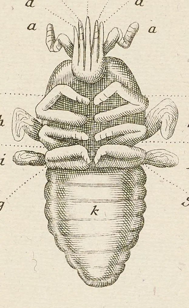 An illustration from [Collection of proofs before plate numbers of some of the plates in Bybel der Natuure=Biblia naturae], 1700, leaf 21