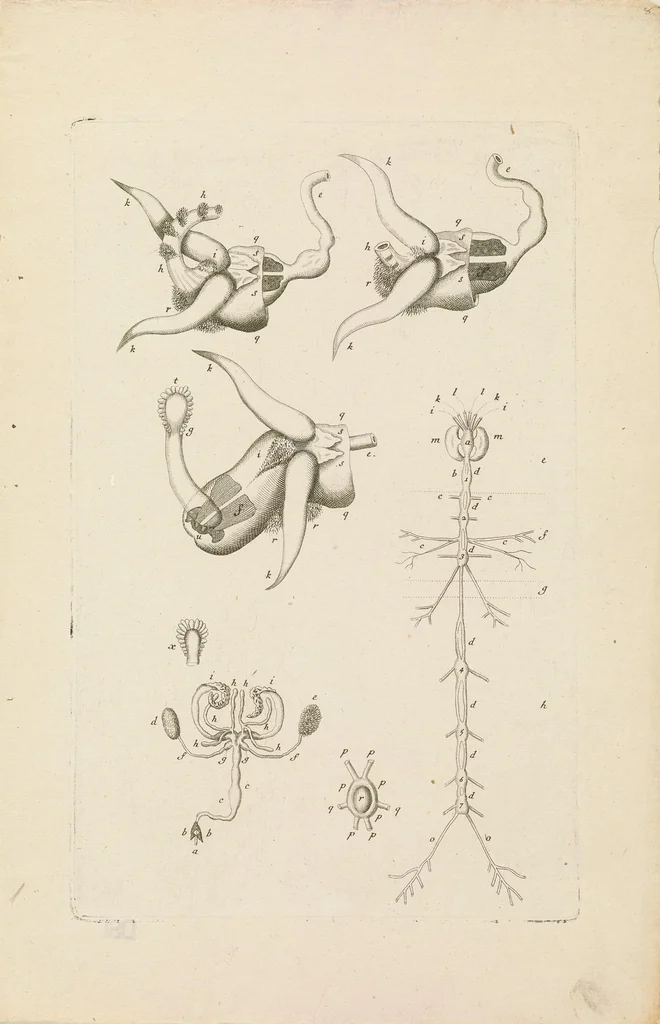 An illustration from [Collection of proofs before plate numbers of some of the plates in Bybel der Natuure=Biblia naturae], 1700, leaf 23