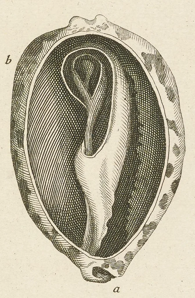 An illustration from [Collection of proofs before plate numbers of some of the plates in Bybel der Natuure=Biblia naturae], 1700, leaf 27