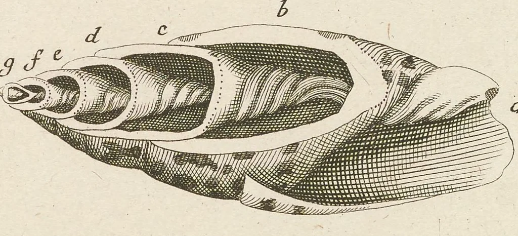 An illustration from [Collection of proofs before plate numbers of some of the plates in Bybel der Natuure=Biblia naturae], 1700, leaf 27