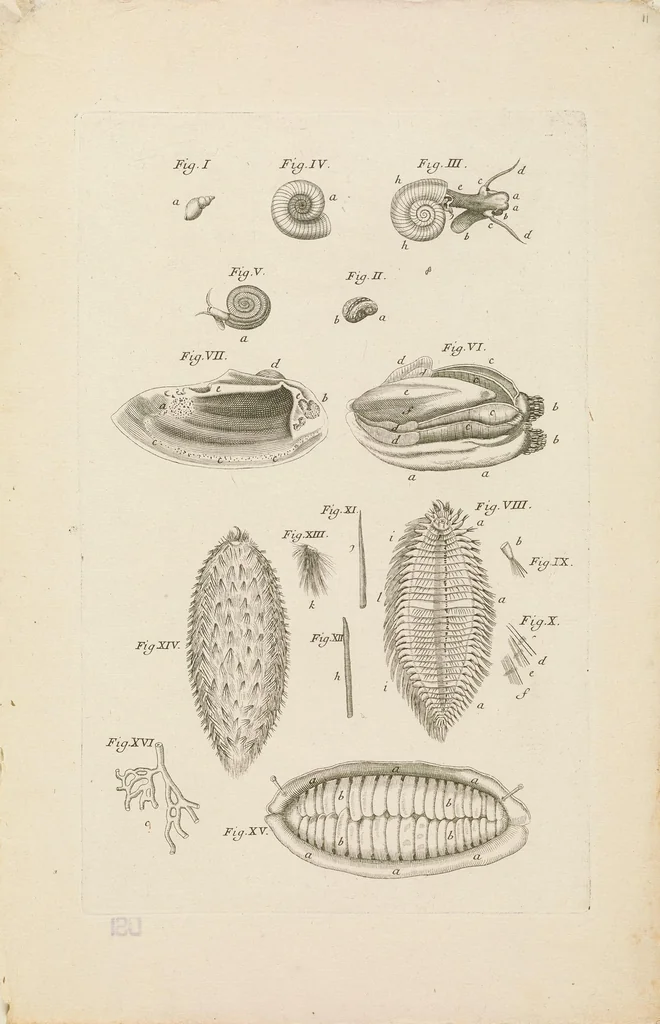 An illustration from [Collection of proofs before plate numbers of some of the plates in Bybel der Natuure=Biblia naturae], 1700, leaf 29