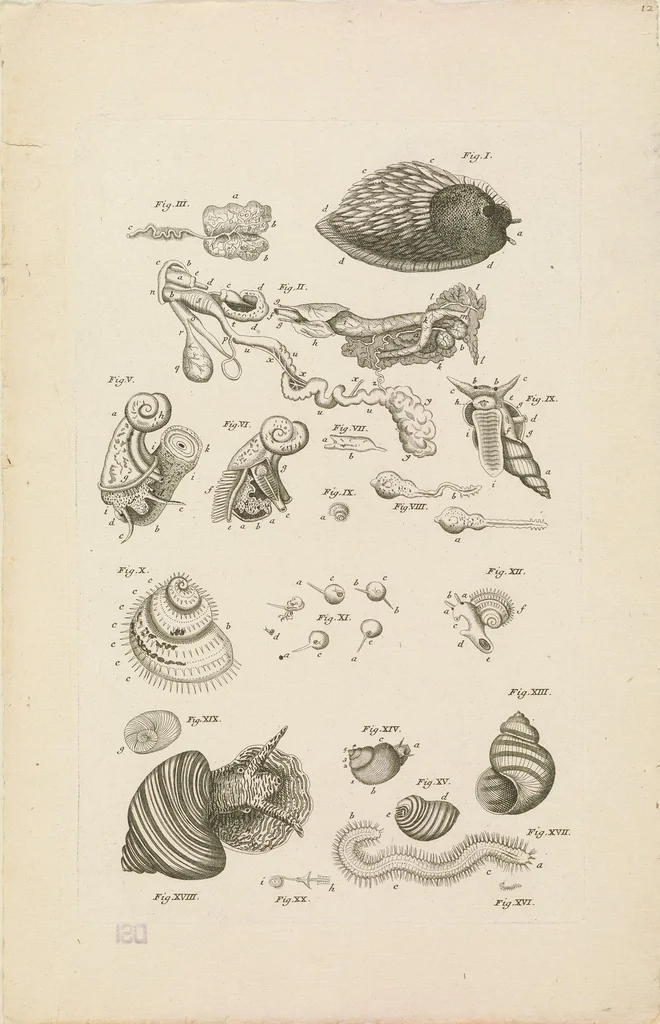 An illustration from [Collection of proofs before plate numbers of some of the plates in Bybel der Natuure=Biblia naturae], 1700, leaf 31