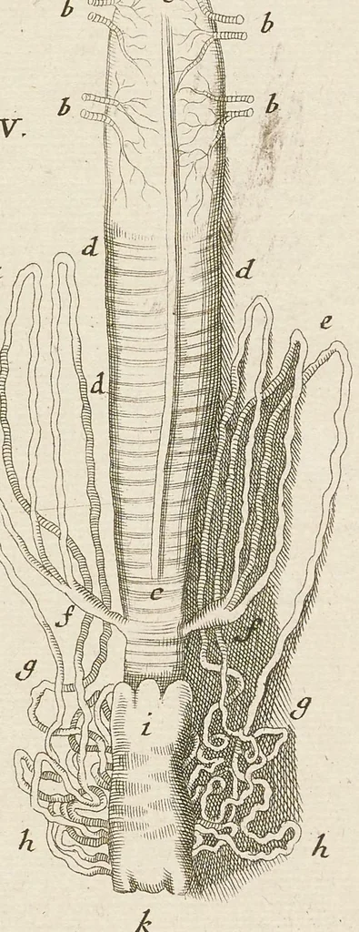 An illustration from [Collection of proofs before plate numbers of some of the plates in Bybel der Natuure=Biblia naturae], 1700, leaf 33