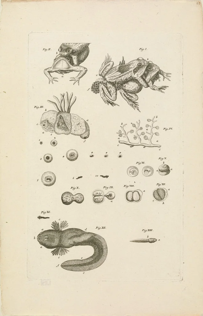 An illustration from [Collection of proofs before plate numbers of some of the plates in Bybel der Natuure=Biblia naturae], 1700, leaf 37