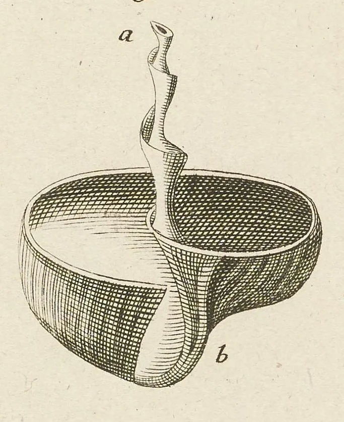 An illustration from [Collection of proofs before plate numbers of some of the plates in Bybel der Natuure=Biblia naturae], 1700, leaf 39