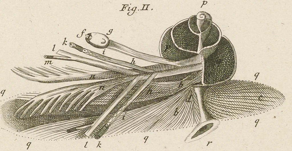 An illustration from [Collection of proofs before plate numbers of some of the plates in Bybel der Natuure=Biblia naturae], 1700, leaf 39