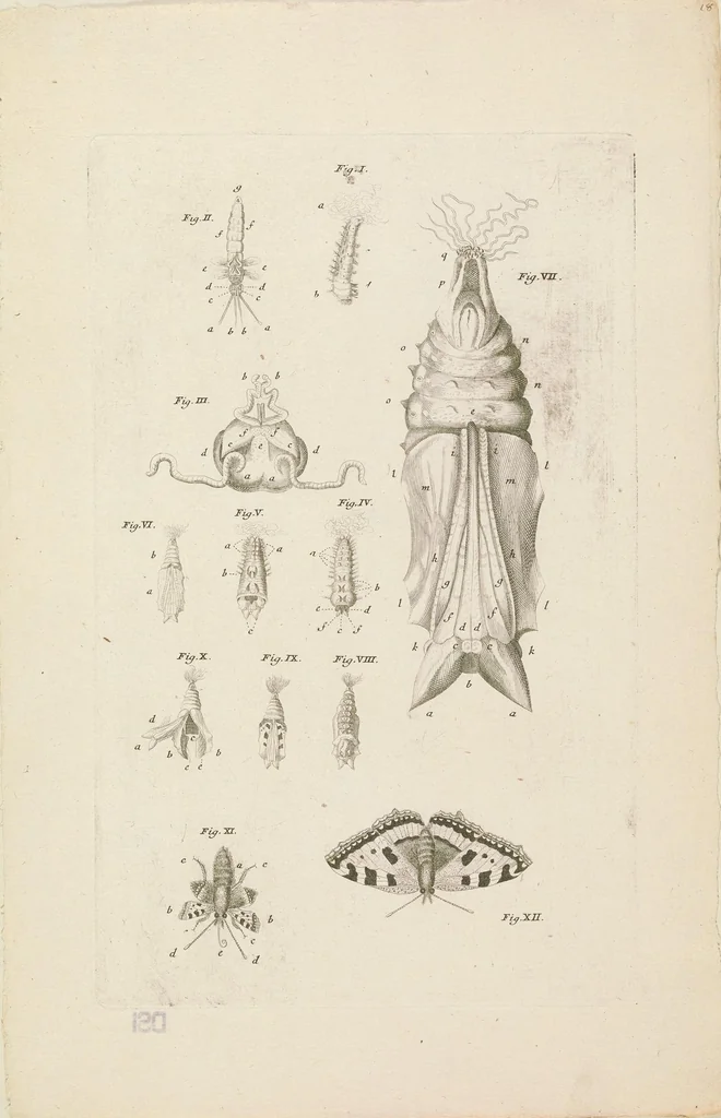 An illustration from [Collection of proofs before plate numbers of some of the plates in Bybel der Natuure=Biblia naturae], 1700, leaf 43