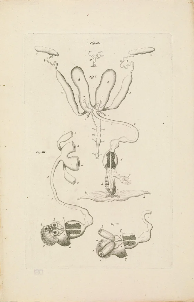 An illustration from [Collection of proofs before plate numbers of some of the plates in Bybel der Natuure=Biblia naturae], 1700, leaf 47