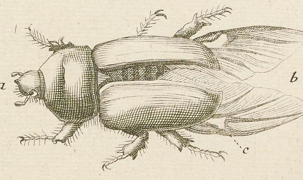 An illustration from [Collection of proofs before plate numbers of some of the plates in Bybel der Natuure=Biblia naturae], 1700, leaf 51