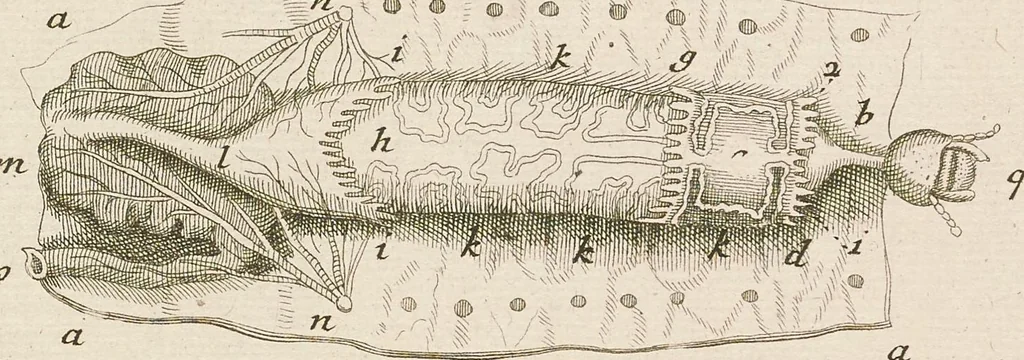 An illustration from [Collection of proofs before plate numbers of some of the plates in Bybel der Natuure=Biblia naturae], 1700, leaf 51