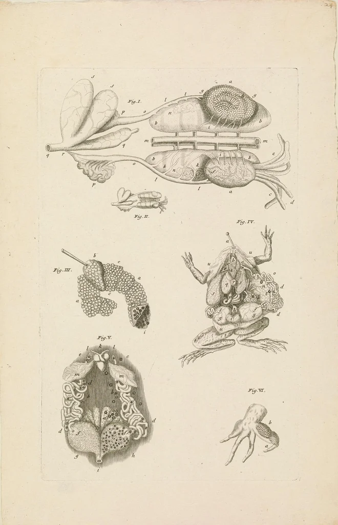 An illustration from [Collection of proofs before plate numbers of some of the plates in Bybel der Natuure=Biblia naturae], 1700, leaf 55