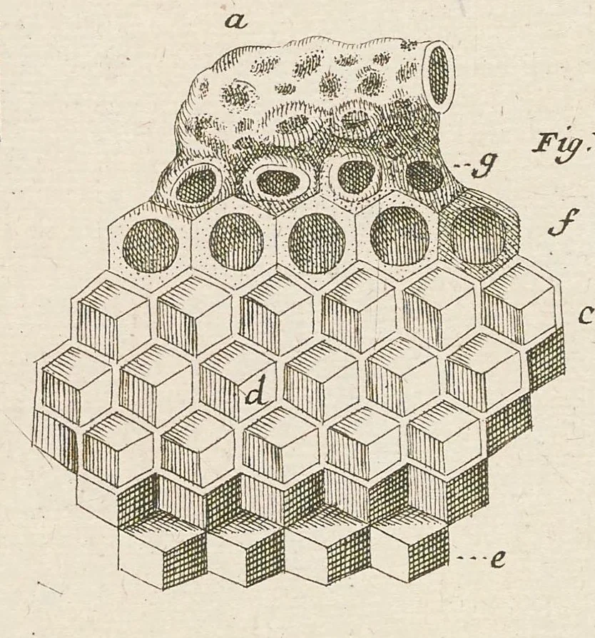 An illustration from [Collection of proofs before plate numbers of some of the plates in Bybel der Natuure=Biblia naturae], 1700, leaf 57