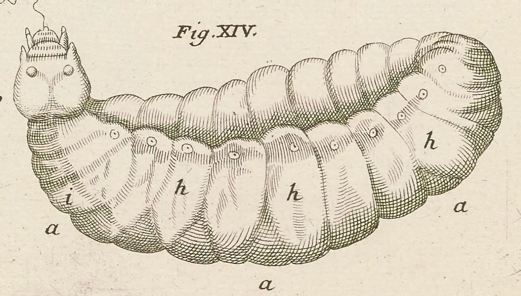 An illustration from [Collection of proofs before plate numbers of some of the plates in Bybel der Natuure=Biblia naturae], 1700, leaf 57