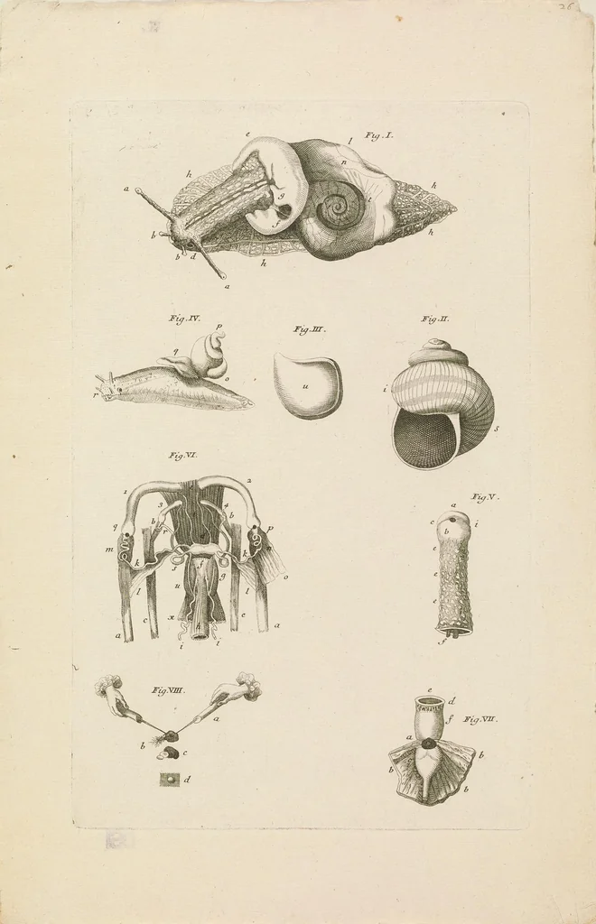 An illustration from [Collection of proofs before plate numbers of some of the plates in Bybel der Natuure=Biblia naturae], 1700, leaf 59