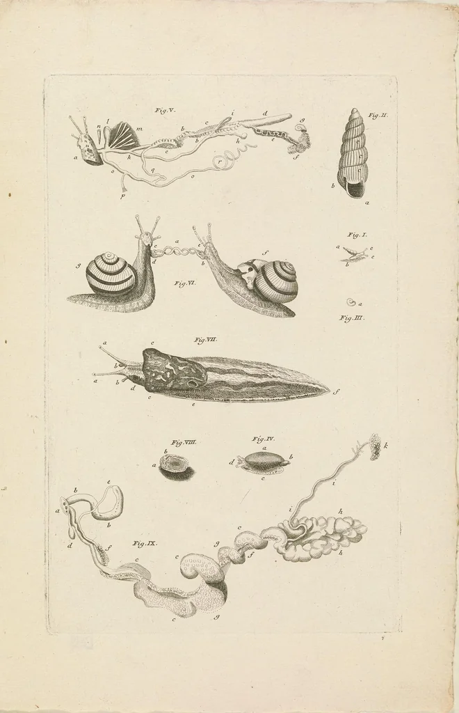 An illustration from [Collection of proofs before plate numbers of some of the plates in Bybel der Natuure=Biblia naturae], 1700, leaf 61