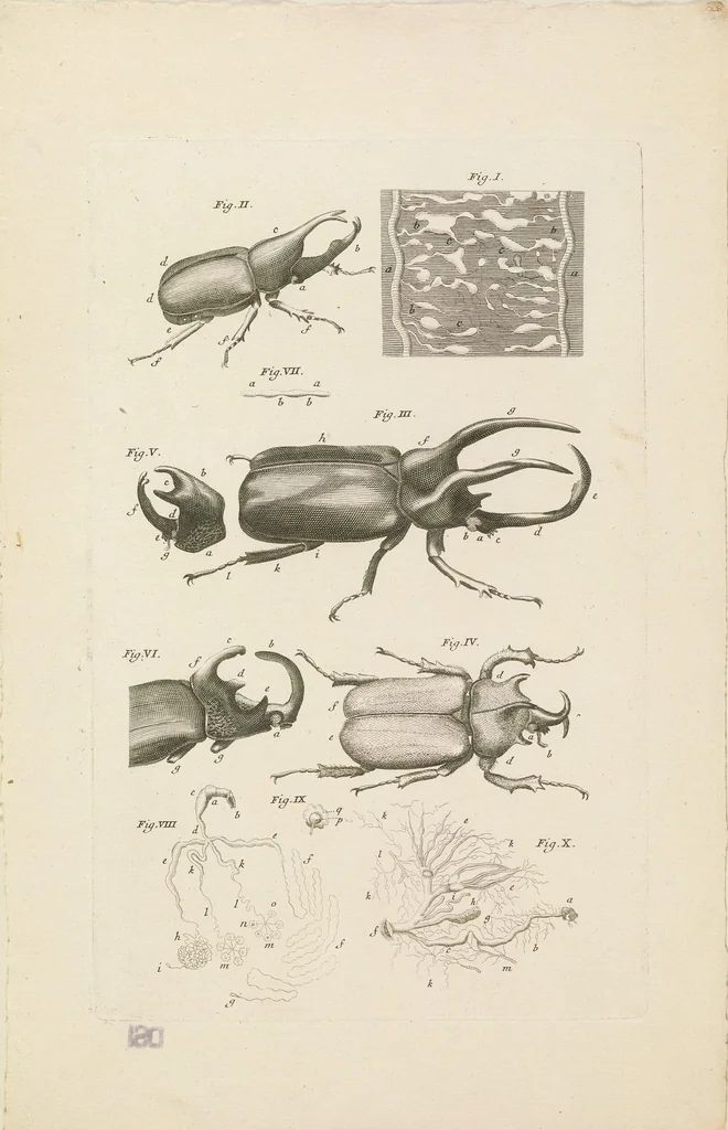 An illustration from [Collection of proofs before plate numbers of some of the plates in Bybel der Natuure=Biblia naturae], 1700, leaf 63