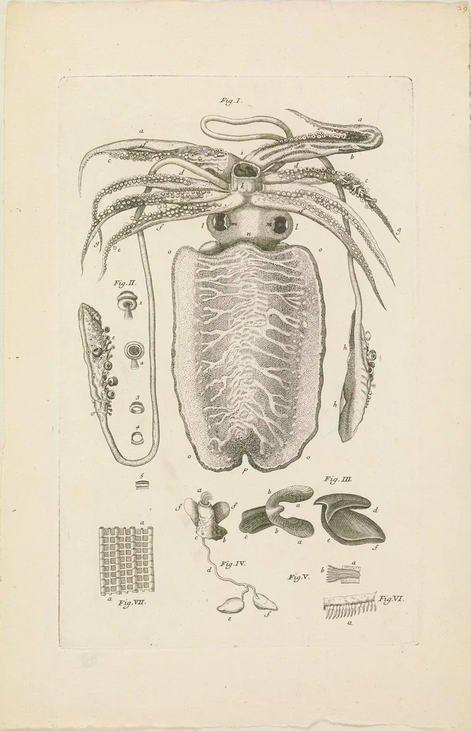 An illustration from [Collection of proofs before plate numbers of some of the plates in Bybel der Natuure=Biblia naturae], 1700, leaf 65