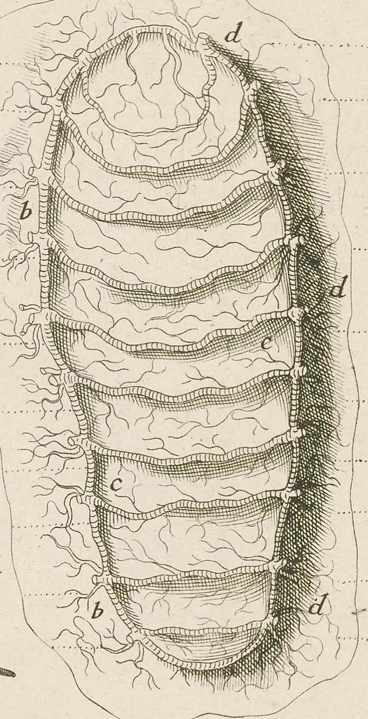 An illustration from [Collection of proofs before plate numbers of some of the plates in Bybel der Natuure=Biblia naturae], 1700, leaf 67
