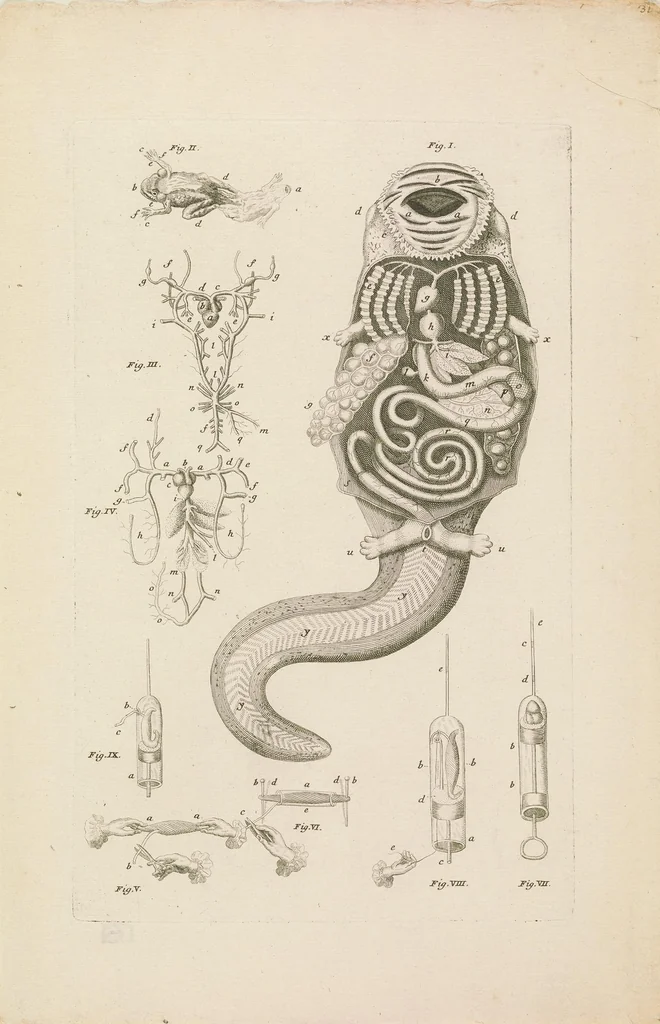 An illustration from [Collection of proofs before plate numbers of some of the plates in Bybel der Natuure=Biblia naturae], 1700, leaf 69