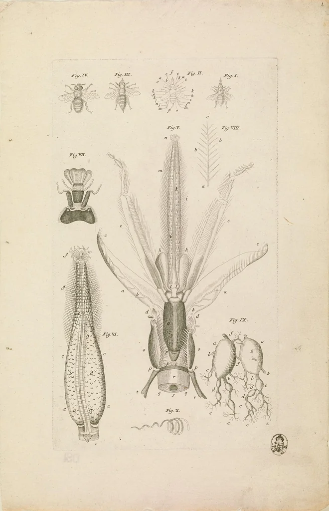 An illustration from [Collection of proofs before plate numbers of some of the plates in Bybel der Natuure=Biblia naturae], 1700, leaf 9