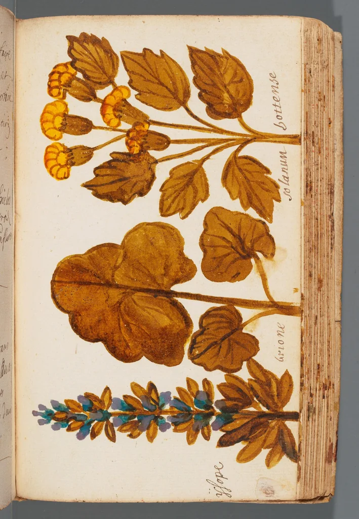 An illustration from Collection of seventy-eight water color plates of plants, 1700, leaf 111