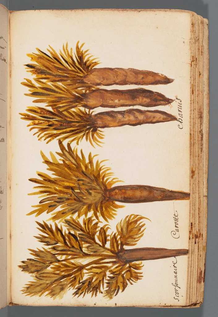 An illustration from Collection of seventy-eight water color plates of plants, 1700, leaf 129