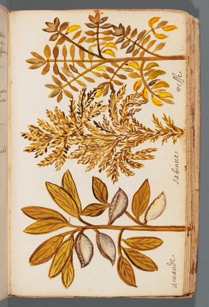 An illustration from Collection of seventy-eight water color plates of plants, 1700, leaf 135